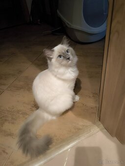 Predám Mačičku s kocúrom Ragdoll - 2