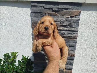 ANGLICKÝ KOKERŠPANIEL - 2