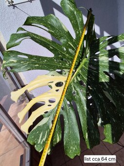 Predám izbové rastliny - 2