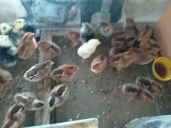 Velsumka zdrobnela - 2