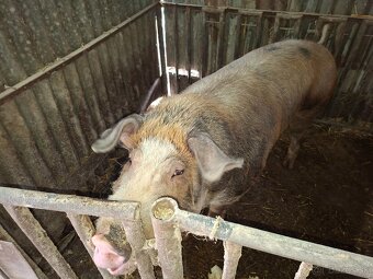 Kanec DUROK-LANDRAS - 2