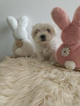 Maltezak, mini maltezak - 2