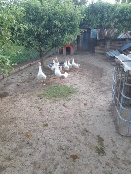 Predam husata - 2