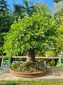 BONSAI Hrab obyčajný zelkova - 2