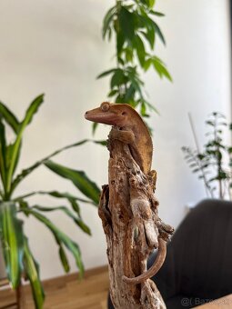 🦎 Predám pagekona riasnatého s teráriom - 2