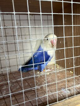 Agapornis fisher 0.1 - 2