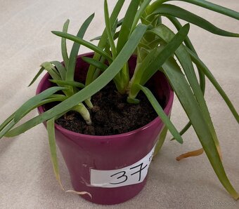 Predám aloe v kvetináči č.37 za 6€ - 2