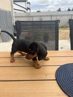 Krátkosrstý jazvečík - 2