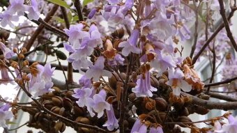 Sadenice Paulownia - 2