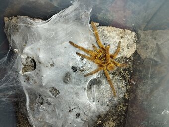 Pterinochilus murinus 1.0 - 2