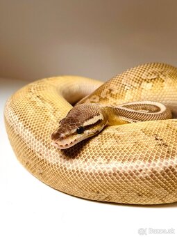 BLACK PASTEL LEOPARD LESSER BALL PYTHON SAMICA - 2