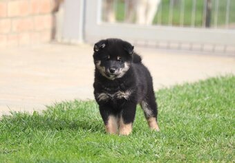 Shiba inu šteniatka s PP - 2