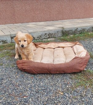 Šteniatka Golden/Zlatý retriever - 2