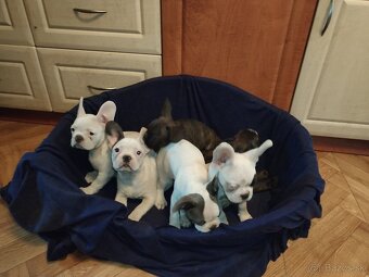 Francúzsky buldoček - 2