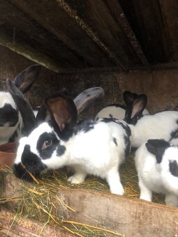 Burgundský a NOS - 2