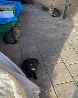 Darujem mačiatka -4 ks - 2