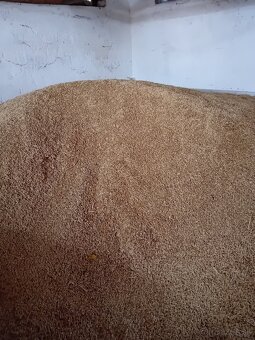 Pšenica, jačmeň - 2