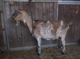 Predám kozu - 2