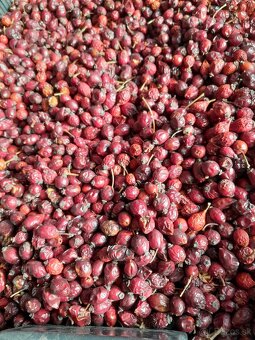 Predam susene sipky - 2