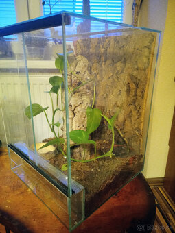 Zariadené terárium 30x30x40 pre tropického miláčika - 2