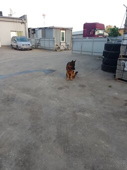 Nemecký ovčiak - 2