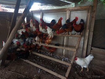 Tohtoročné kohúty - 2