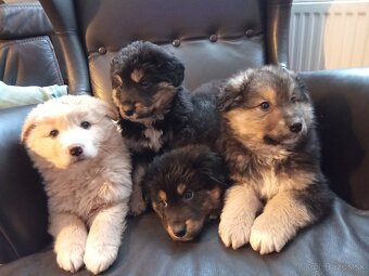 borderkolja a zlatý retriever - 2