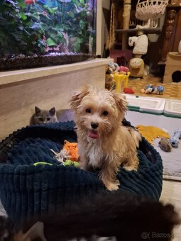 Yorkshirský teriér XS - 2