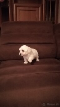 Maltezák malého vzrastu - 2