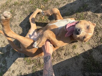 Americký stafordsirsky terier, Stafford, amstaf - 2