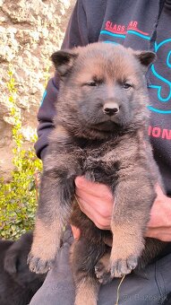 Nemecký ovčiak šteniatka - 2