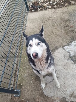 Husky - 2