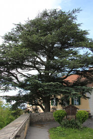 Céder atlantský-strieborný sadenice - 2