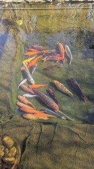 Koi kapre / koi kapor na predaj - 2