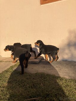 Rotvajler, Rtw, Rottweiler - 2