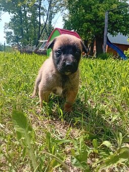 Predám belgický ovčiak malinois - 2
