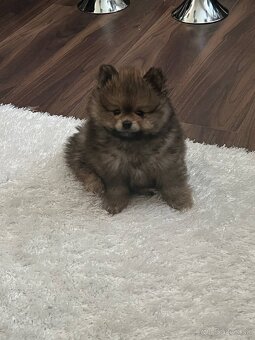 Pomeranian - 2