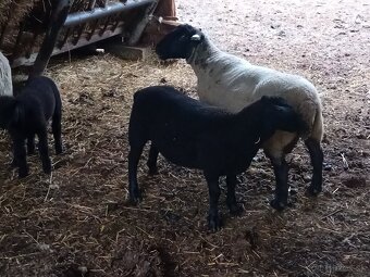 Suffolk - 2