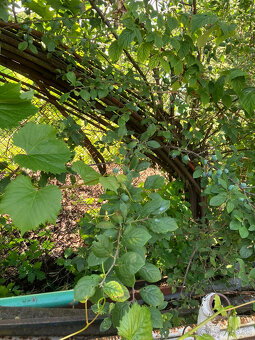 Foliovníky - 2