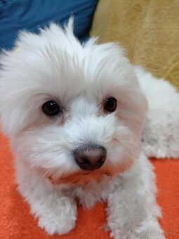 Maltezák - 2