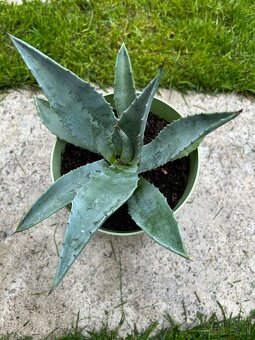 Agave (18cm) v plastovom crepniku - 2