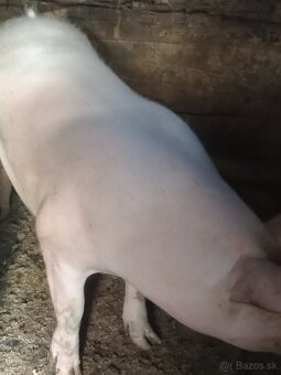 Ošipane (prasa) - 2