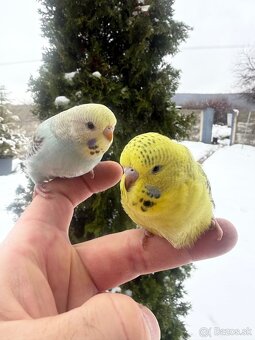 Andulky mlada Maznačik - 2