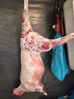 Predám jahnacinu - 2