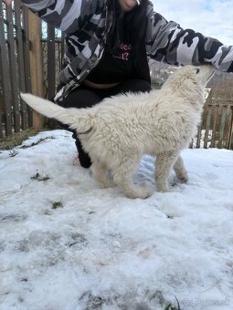 Slovenský čuvač šteniatko - 2