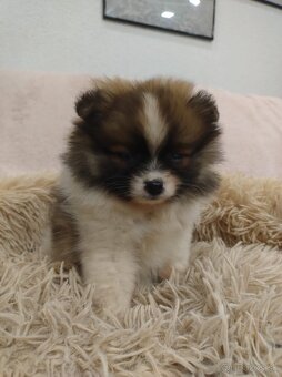Pomeranian - 2