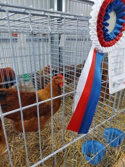 Násadové vajíčka Hempšírka - 2