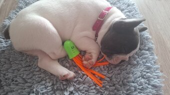 Francúzsky buldocek - 2