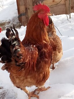 Kalimero red N V - 2