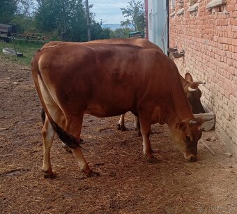 Pripustená jalovica - 2